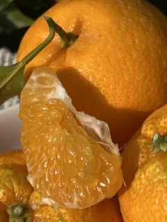 ※キキちゃん様専用　和歌山県由良町産　はるみ　5kg