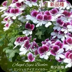 ひみは様 リクエスト 2点 まとめ商品