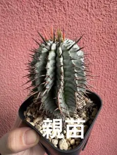 2025年最新】ユーフォルビア ホリダ ゼブラの人気アイテム