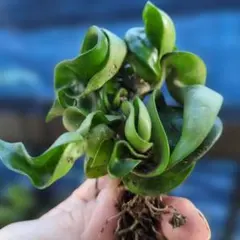 ホヤ　カルノーサ　コンパクタ　抜き苗　観葉植物　多肉植物