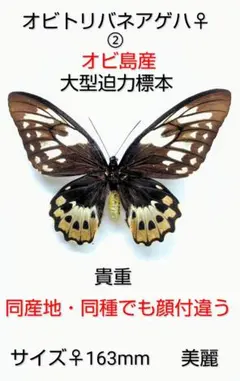 蝶標本 ロスチャイルドトリバネアゲハ ペア - メルカリ