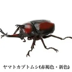 いきもの大図鑑　かぶとむし09 ヤマトカブトムシ（赤褐色・新色）
