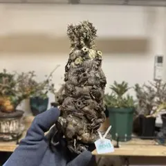 m*9様 ユーフォルビア ムランジーナ 現地球 超大株 ダブルヘッド ベアルート m*9様 ユーフォルビア ムランジーナ 現地球 超大株 ダブルヘッド