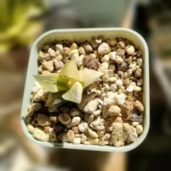 2025年最新】ハオルチア ハオルチア 酒呑童子の人気アイテム