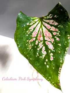 カラジュームピンクシンフォニー♡（抜き苗）のサムネイル