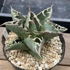 かもねぎ様 リクエスト 3点 まとめ商品