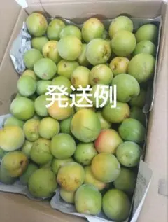 梅実 訳あり9kg 農薬不使用のサムネイル