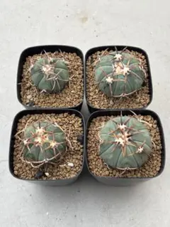 H*u様 太平丸 実生 大株 鉢植え メルカリ便送料込み H*u様 太平丸 実生 大株 鉢植え メルカリ便送料込み - メルカリ