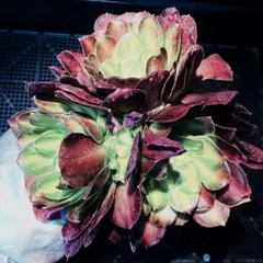 お得　新入荷　レア種　アエオニウム　韶華錦　(3つセット)法師錦　観葉植物