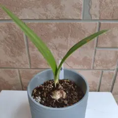 アマリリス　赤　育てやすい　抜き苗のサムネイル