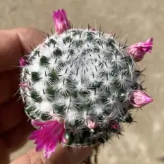 黒牡丹 自家繁殖苗 実生 サボテン 多肉植物 - メルカリ