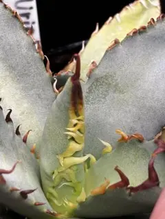 2025年最新】ウリエル実生の人気アイテム - メルカリ