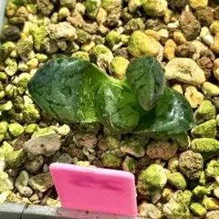 ムチカ　超美株　ハオルチア　観葉植物　25のサムネイル