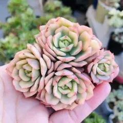 紅化粧錦　群生　エケベリア　多肉植物