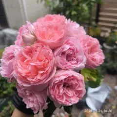 バラ 苗 ④ 四季咲 和バラ 強健 花付き良い - メルカリ
