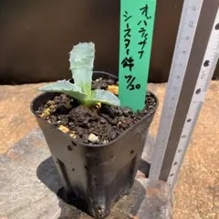 アガベ　オバティサナシースター　錦
