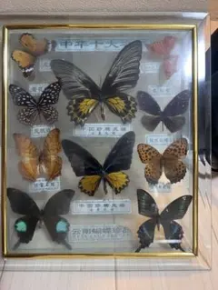 ヨナグニサン 標本 蛾 与那国 昆虫標本 沖縄 日本最大 - メルカリ