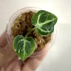 ※希少※アンスリウム　シンバーブラッシュクローム 2025年最新】アンスリウムの人気アイテム - メルカリ