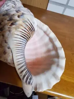 沖縄産法螺貝約38㌢946g