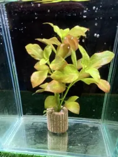 ヨシリュー様 リクエスト 2点 まとめ商品