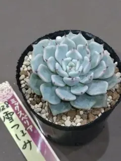 ぷーすけ（プロフィール必読）様 リクエスト 3点 まとめ商品