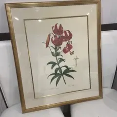 ボタニカルアート 銅版画 手彩色 額装品 ボタニカルアート 銅版画 手彩色 額装品 - メルカリ