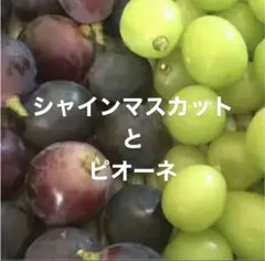 山梨県産ぶどう⭐️シャインマスカット ピオーネ⭐️食べ比べset⭐️箱
