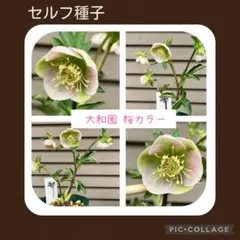 セルフ種子□#522□クリスマスローズ - メルカリ