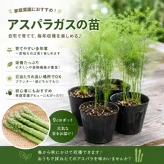 まさパパ様専用 アスパラ5キロ - メルカリ