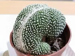 2026年最新】綴化サボテンの人気アイテム - メルカリ