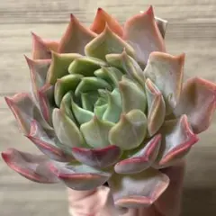 リラシナ×アガボイデス 抜き苗 エケベリア 多肉植物