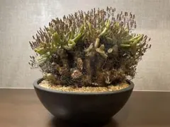 万物想 チレコドン・レティキュラータス 塊根植物 コーデックスのサムネイル