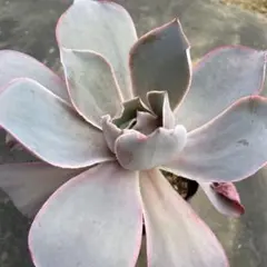 アフターグロー アフターグロウ 薄葉 大型 エケベリア 多肉植物 - メルカリ