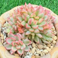 多肉植物　女雛錦　メビナ錦　セール品　新入荷　天然群生　薄ピンクの葉先　斑入の苗