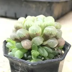 ももみ様 リクエスト 2点 まとめ商品