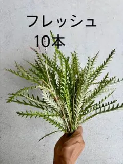 のんびりや ✨然 ✨様 グレビレア　アイバンホー　フレッシュ10本