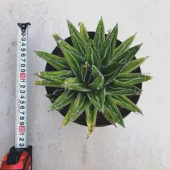 2026年最新】輝山 アガベの人気アイテム - メルカリ