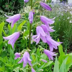 inechan様 リクエスト 2点 まとめ商品