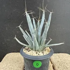 Green's  Life様 リクエスト 2点 まとめ商品