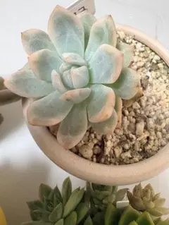 多肉植物　韓国苗　抜き苗　4種　モンロ錦　他のサムネイル