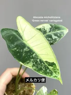 2026年最新】アロカシア 斑入りの人気アイテム - メルカリ