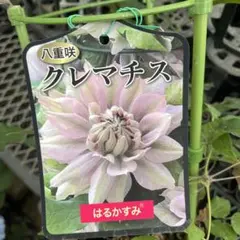 クレマチス 藤かほり 3年生苗 正規品ラベル付き - メルカリ