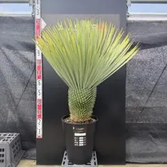 ユッカロストラータ 145苗 鉢のまま発送 - メルカリ
