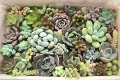 多肉植物 多肉弁当 寄せ植え カット苗 詰め合わせ セット