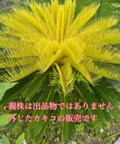 2026年最新】黄金蘇鉄の人気アイテム - メルカリ