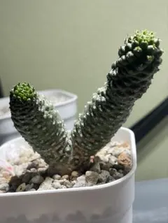 【希少】ユーフォルビア　トルチラマ　検)塊根　サボテン　パキプス　グラキ 希少】ユーフォルビア トルチラマ 検)塊根 サボテン パキプス グラキ