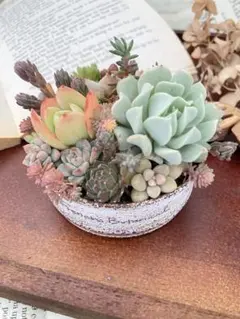 多肉植物 寄せ植え 鉢付き｜ギフトにも◎そのまま飾れる③