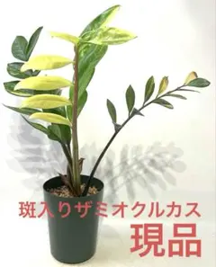 2026年最新】ザミオクルカス 斑入りの人気アイテム - メルカリ