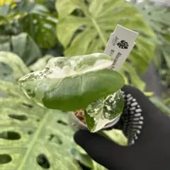 2026年最新】アロカシア 斑入りの人気アイテム - メルカリ