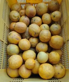 【クール便】農薬不使用レモン 加工用2kg 愛媛産※北海道、東北、沖縄は発送不可のサムネイル